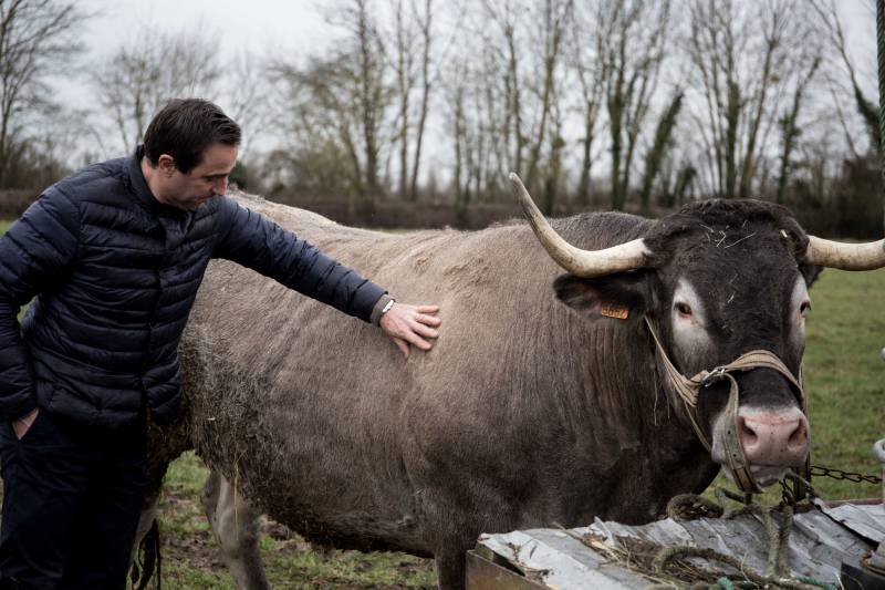 boeuf gras  Bazadaise en vente à la boucherie Bardet à gradignan près de Bordeaux