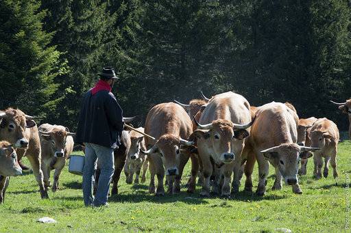 Bœuf fin gras de Mezenc