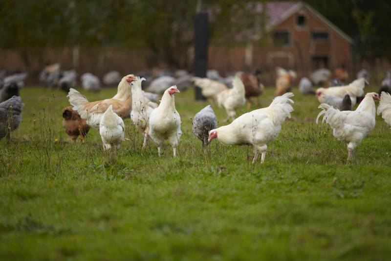 Volaille de la Ferme de Vertessec en vente à la boucherie Bardet à Gradignan près de Bordeaux