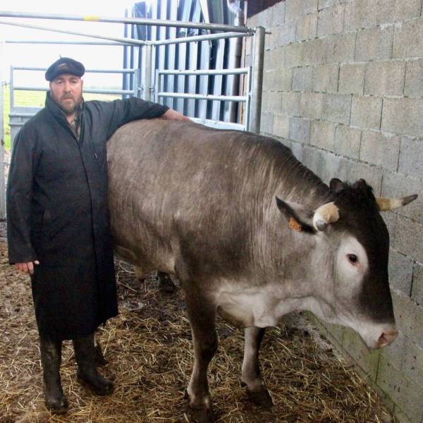 Bœuf gras de race bazadaise en vente à la boucherie Bardet à Gradignan près de Bordeaux